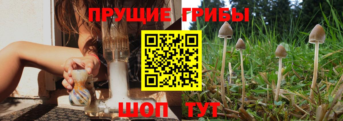 Псилоцибиновые грибы GOLDEN TEACHER  Вход с VPN  Грозный  Галлюциногенные грибы GOLDEN TEACHER 